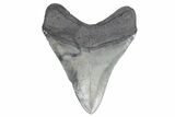 Serrated, Fossil Megalodon Tooth - South Carolina #358974-1